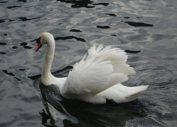 phoca thumb l hog salzkammergut