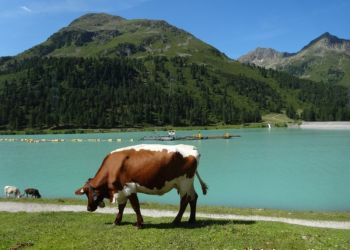 phoca thumb l dsc00556 mittel