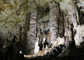 phoca thumb l img large