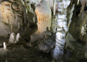 phoca thumb l img large