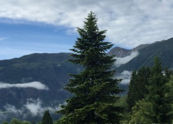 phoca thumb l img large