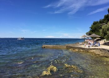 phoca thumb l img large