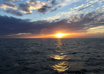 phoca thumb l img large