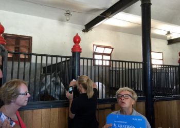 phoca thumb l img large