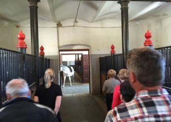 phoca thumb l img large