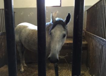 phoca thumb l img large