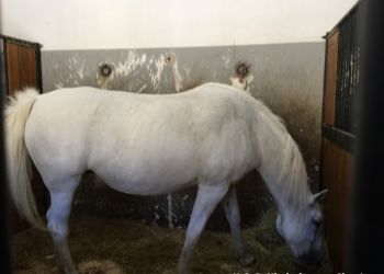 phoca thumb l img large