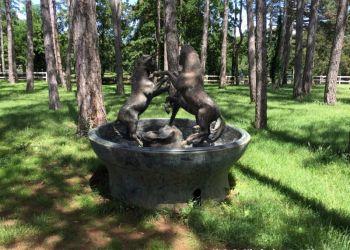 phoca thumb l img large