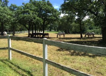 phoca thumb l img large