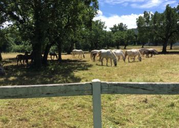 phoca thumb l img large