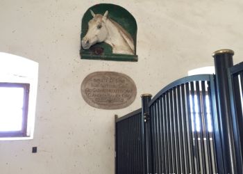 phoca thumb l img large