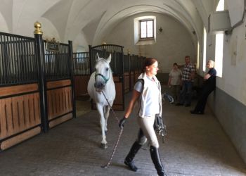 phoca thumb l img large