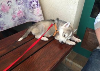 phoca thumb l hd dolo 2016