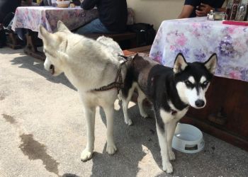 phoca thumb l hd dolo 2016