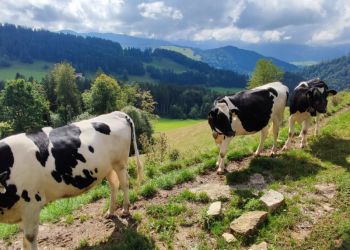 phoca thumb l img 20220828